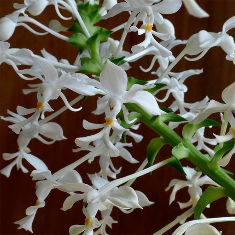 Calanthe triplicata - Orchidée vivace (Floraison)