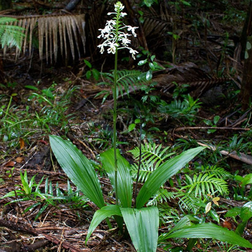 Calanthe triplicata - Orchidée vivace (Port)