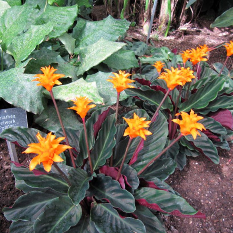 Calathea crocata - Calathée safranée (Port)