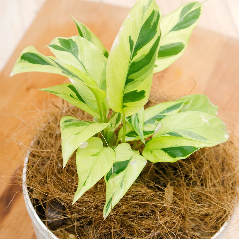 Calathea Yellow Fusion (Feuillage)