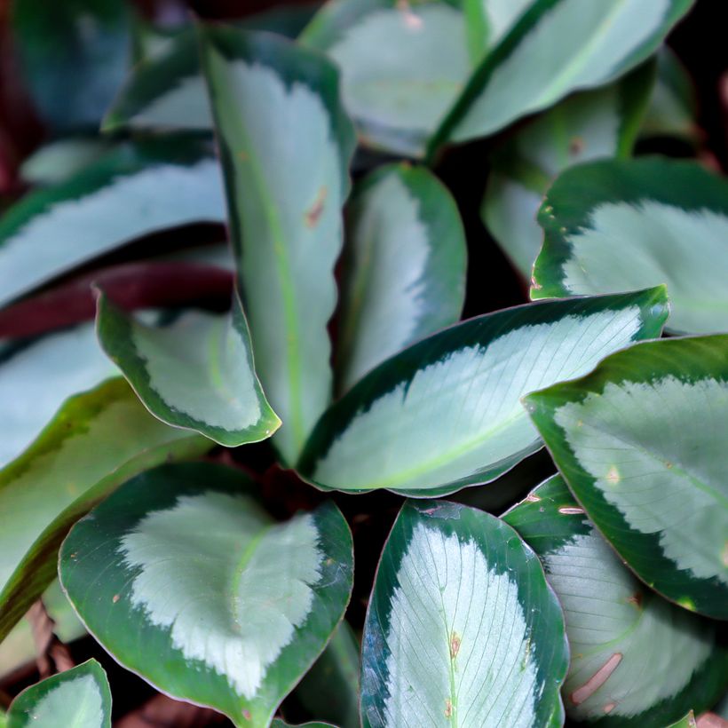 Calathea Royal Standard (Feuillage)