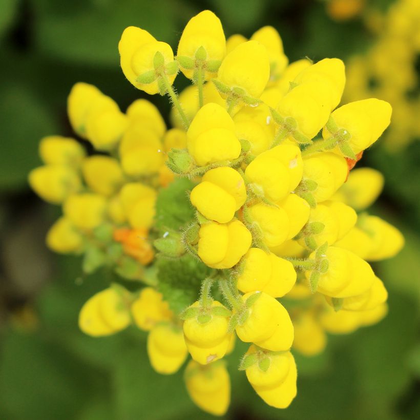 Calceolaire, Calceolaria fiebrigiana (Floraison)