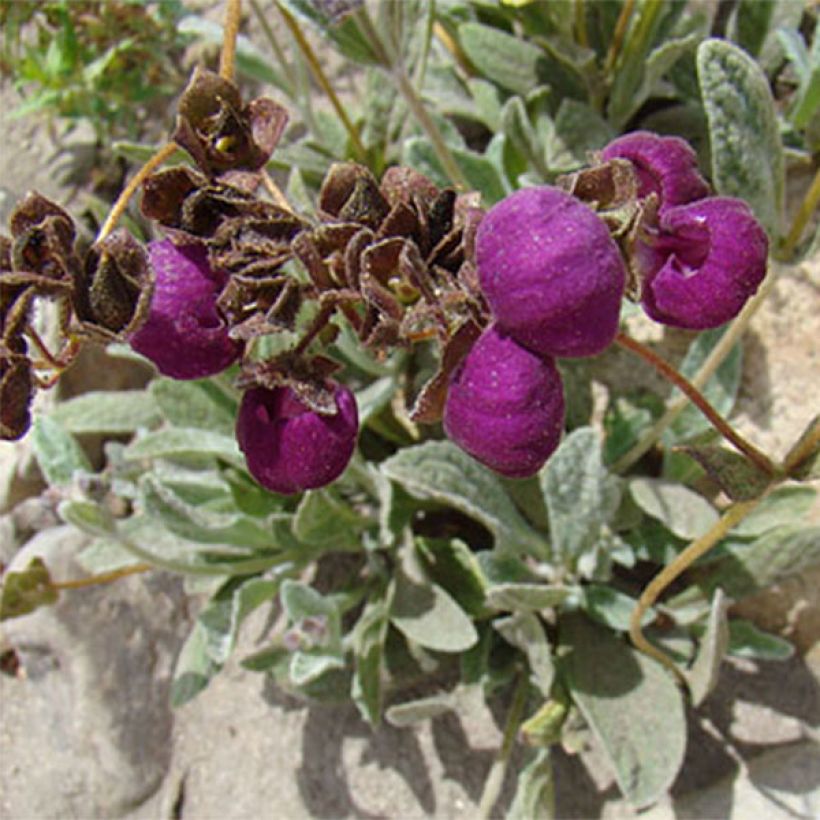 Calceolaire, Calceolaria arachnoidea (Floraison)