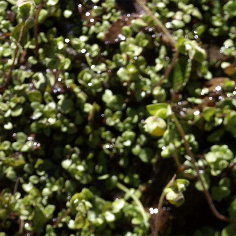 Calceolaire, Calceolaria tenella (Feuillage)