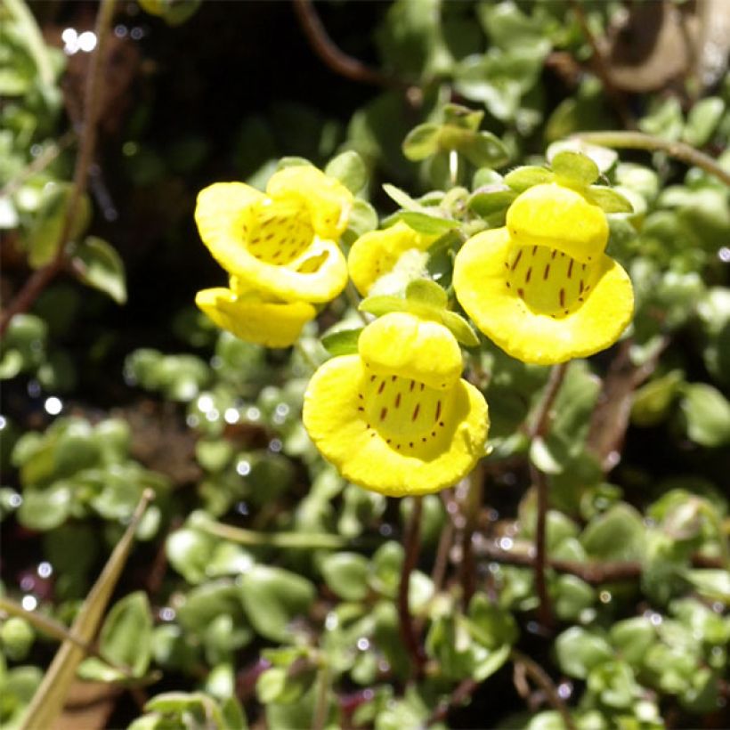 Calceolaire, Calceolaria tenella (Floraison)