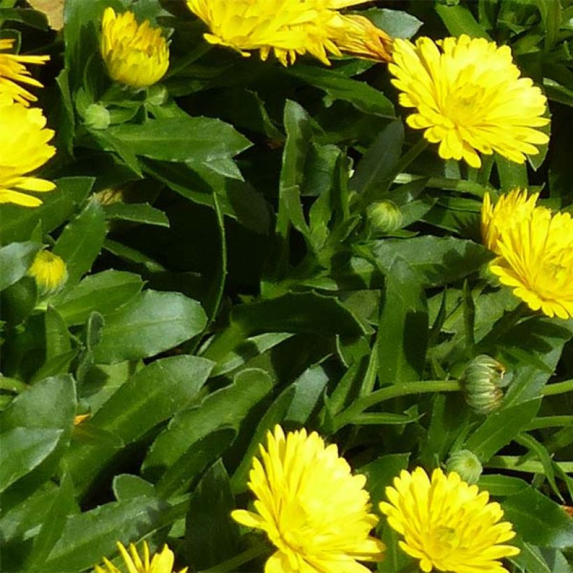 Calendula Powerdaisy Sunny - Souci (Feuillage)