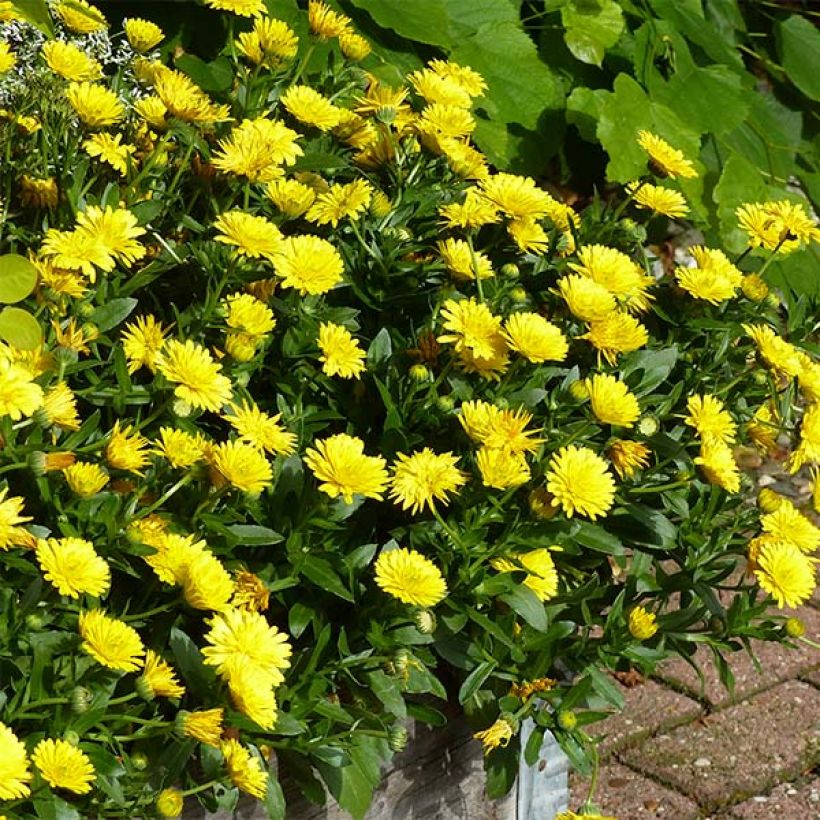 Calendula Powerdaisy Sunny - Souci (Port)