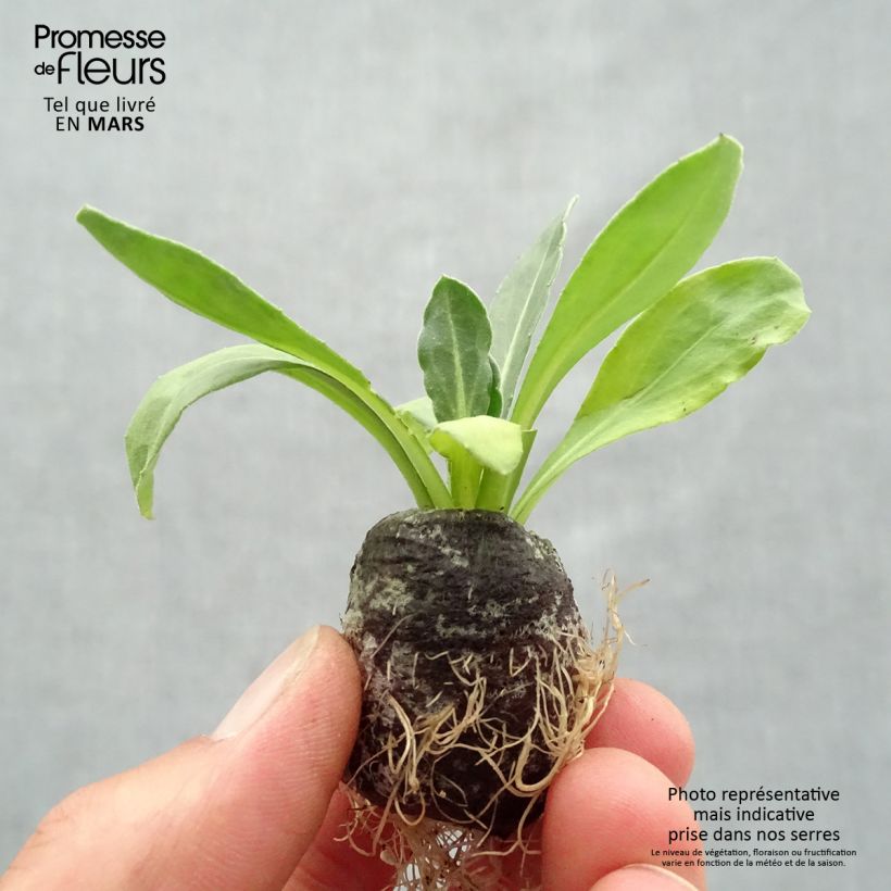 Spécimen de Calendula Powerdaisy Sunny - Souci Mini-motte 3,5 cm tel que livré au printemps