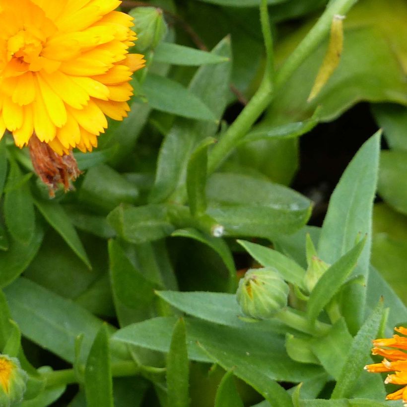 Calendula Powerdaisy Tango - Souci (Feuillage)