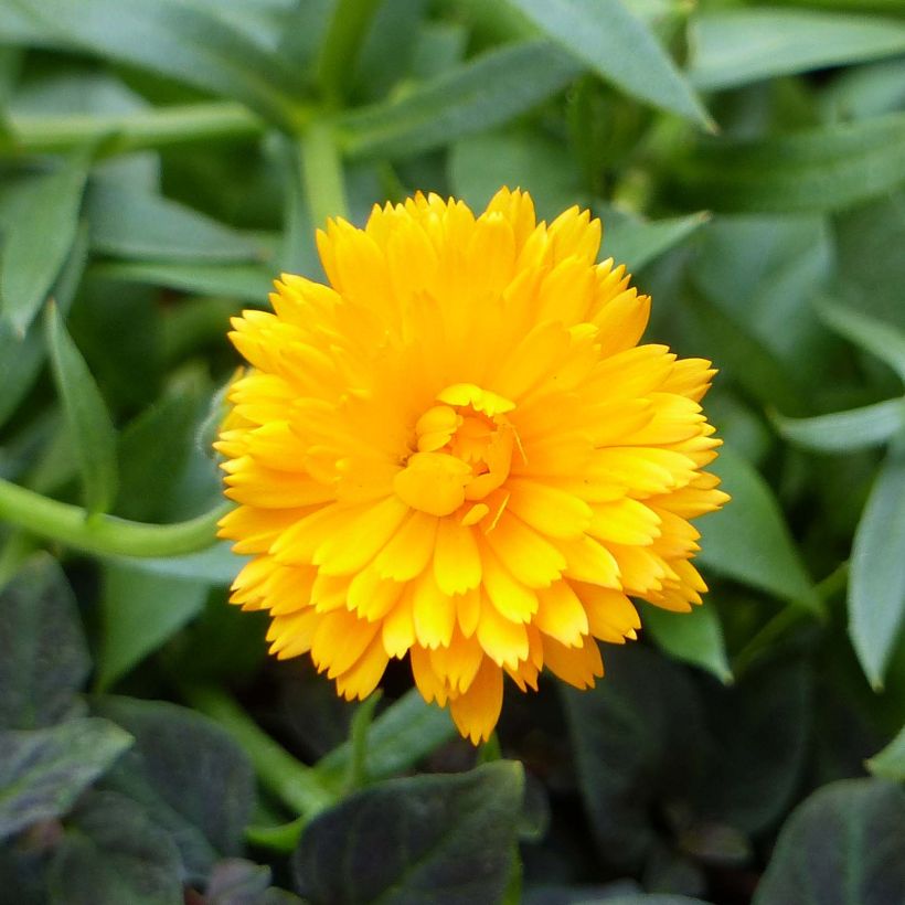 Calendula Powerdaisy Tango - Souci (Floraison)