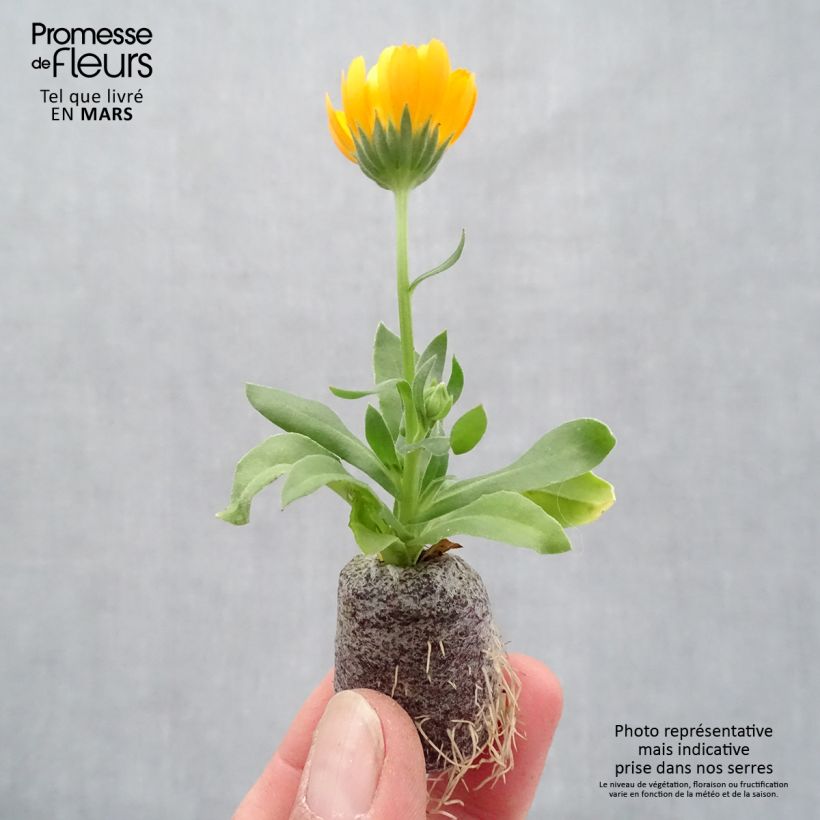 Spécimen de Calendula Powerdaisy Tango - Souci Mini-motte 3,5 cm tel que livré au printemps