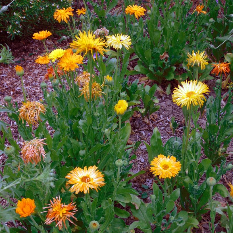 Graines de Calendula officinalis - Souci des Jardins (Port)