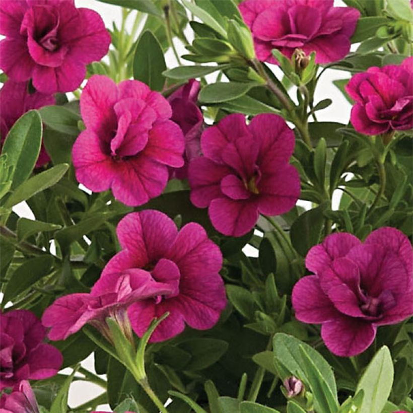 Calibrachoa Can-Can Rosies Pink - Mini-pétunia double (Floraison)