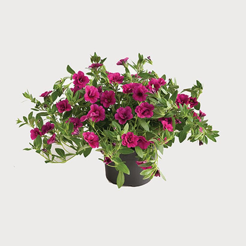 Calibrachoa Can-Can Rosies Pink - Mini-pétunia double (Port)