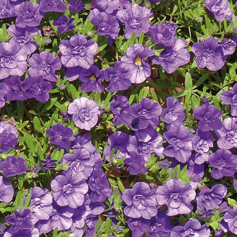 Calibrachoa Can-Can Rosies Blue - Mini-pétunia double (Floraison)