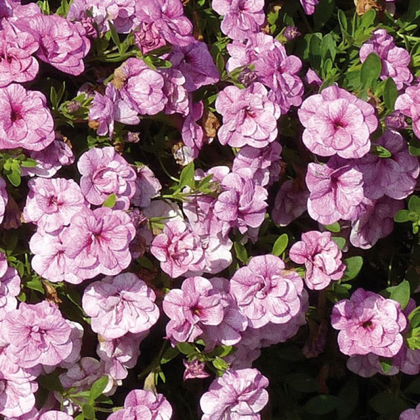 Calibrachoa Can-Can Rosies Pink Vein - Mini-pétunia double (Floraison)