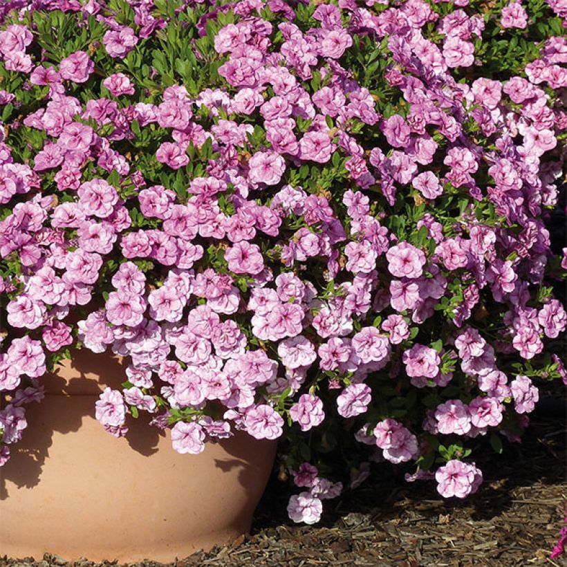 Calibrachoa Can-Can Rosies Pink Vein - Mini-pétunia double (Port)