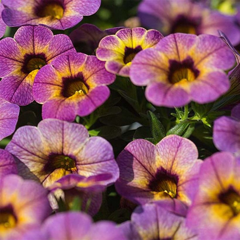 Calibrachoa Chamaeleon Blueberry Scone - Mini-pétunia (Floraison)