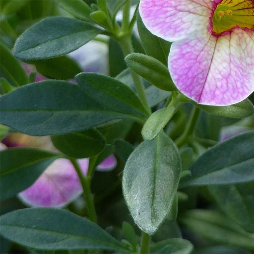 Calibrachoa Chamaeleon Pink Passion - Mini-pétunia (Feuillage)