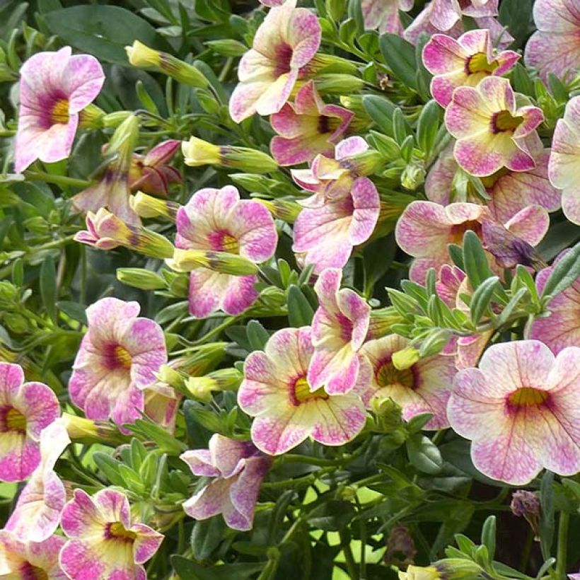 Calibrachoa Chamaeleon Pink Passion - Mini-pétunia (Floraison)