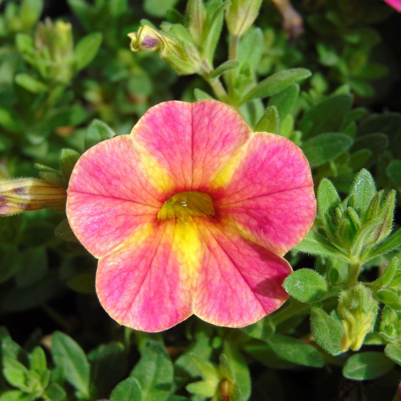 Calibrachoa Chamaeleon Sunshine Berry - Mini-pétunia (Floraison)