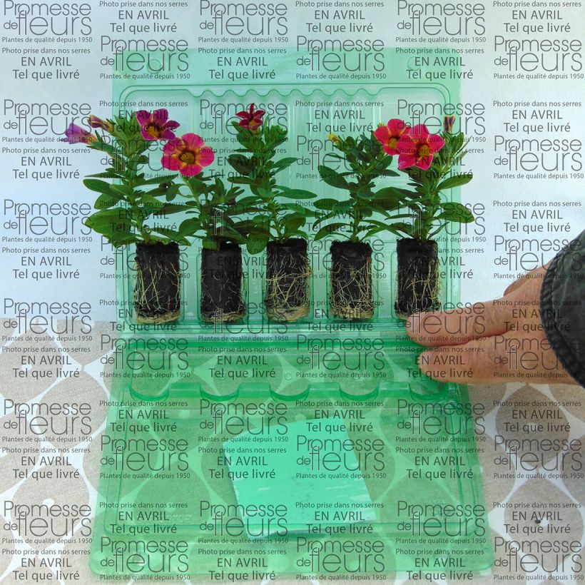 Exemple de spécimen de Calibrachoa Chamaeleon Sunshine Berry - Mini-pétunia Mini-motte 4 cm tel que livré