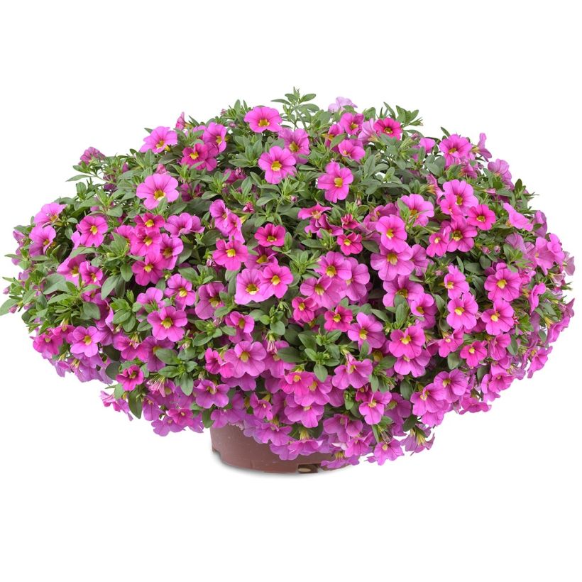 Calibrachoa Noa Bubblegum - Mini-pétunia (Port)