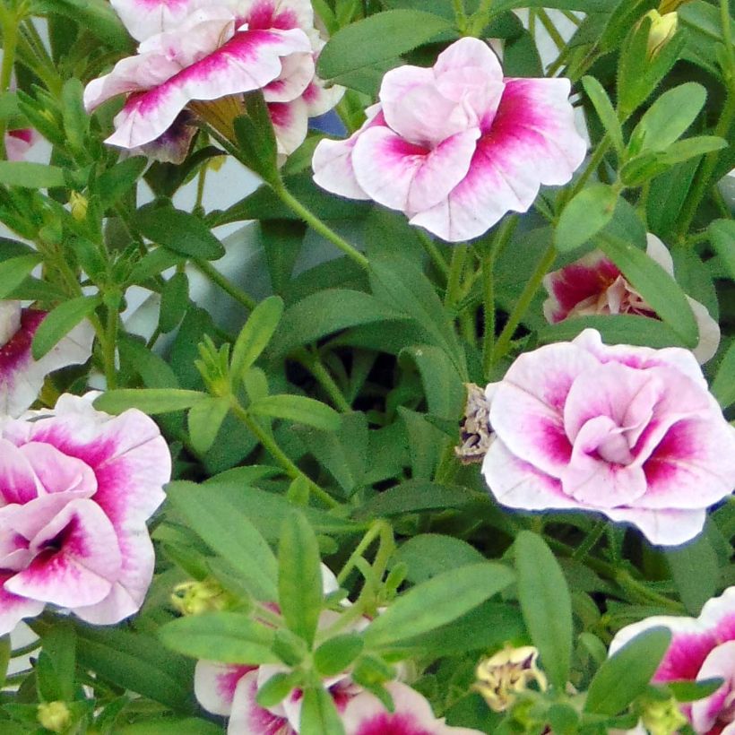 Calibrachoa MiniFamous Double Pinktastic - Mini-pétunia double. (Feuillage)