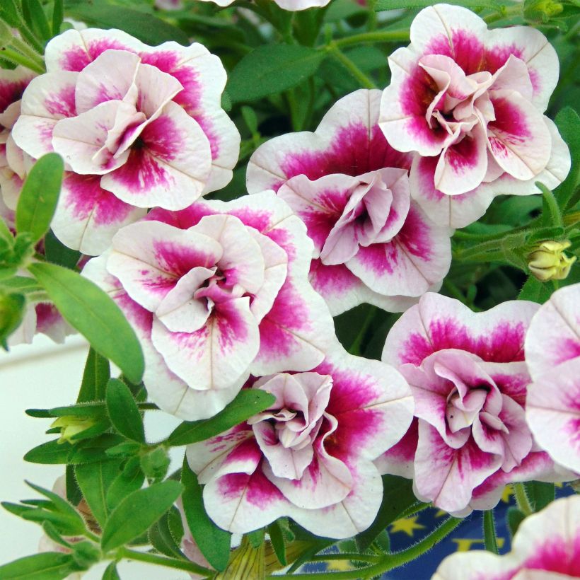 Calibrachoa MiniFamous Double Pinktastic - Mini-pétunia double. (Floraison)