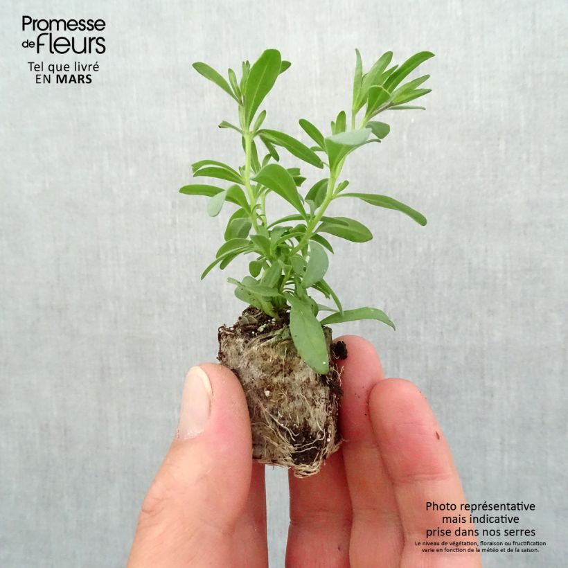 Spécimen de Calibrachoa MiniFamous Double Pinktastic - Mini-pétunia double. Mini-motte 4 cm tel que livré au printemps