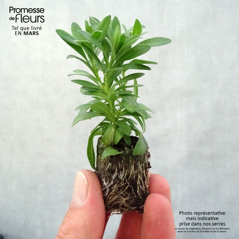 Spécimen de Calibrachoa Neo Double OrangeTastic - Mini-pétunia Mini-motte 4 cm tel que livré au printemps