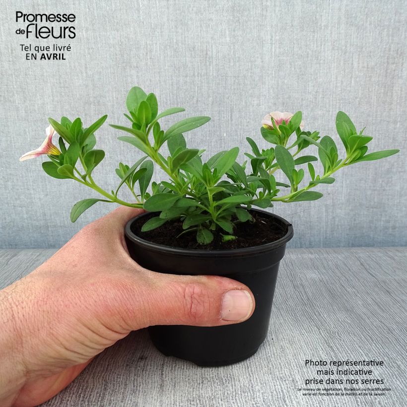 Spécimen de Calibrachoa Noa Almond Blossom - Mini-pétunia - godet de 8/9cm tel que livré au printemps