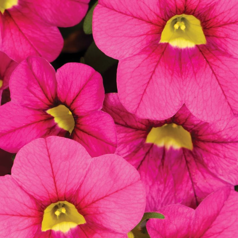 Calibrachoa Noa Bubblegum - Mini-pétunia (Floraison)