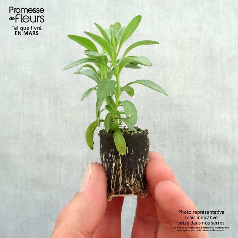 Spécimen de Calibrachoa Noa Dark Pink Carnival - Mini-pétunia Mini-motte 4 cm tel que livré au printemps