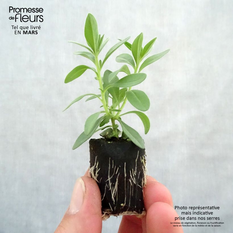 Spécimen de Calibrachoa Superbells Blackcurrant Punch - Mini-pétunia tel que livré au printemps