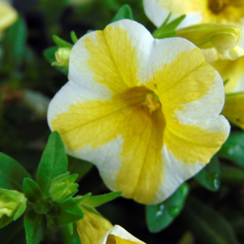 Calibrachoa Superbells Lemon Slice - Mini-pétunia (Floraison)