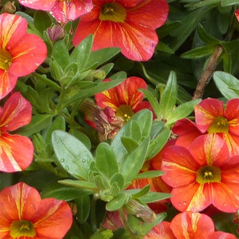 Calibrachoa Superbells Tropical Sunrise - Mini-pétunia (Feuillage)