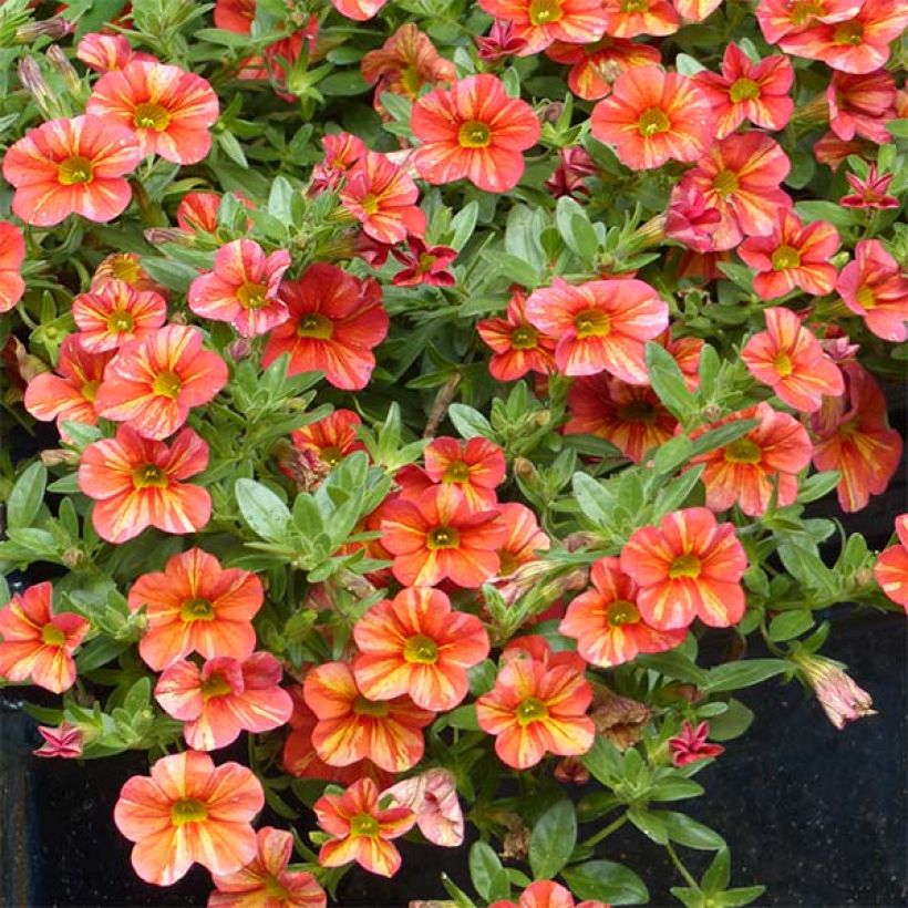 Calibrachoa Superbells Tropical Sunrise - Mini-pétunia (Port)