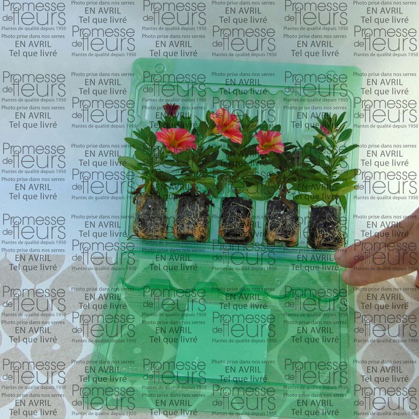 Exemple de spécimen de Calibrachoa Superbells Tropical Sunrise - Mini-pétunia Mini-motte 4 cm tel que livré