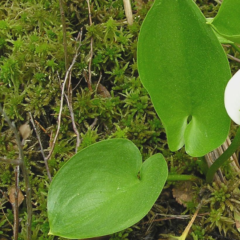 Arum ou Calla palustris (Feuillage)