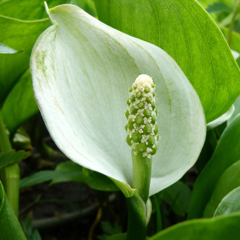 Arum ou Calla palustris (Floraison)