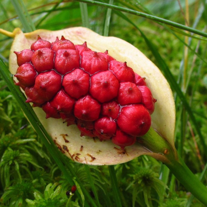 Arum ou Calla palustris (Récolte)