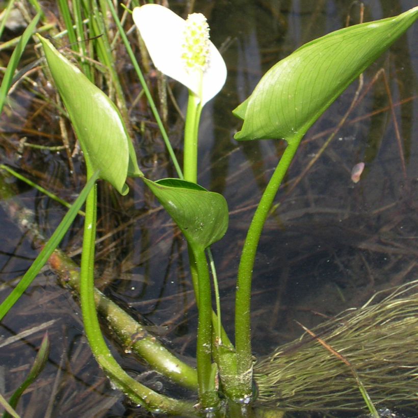 Arum ou Calla palustris (Port)