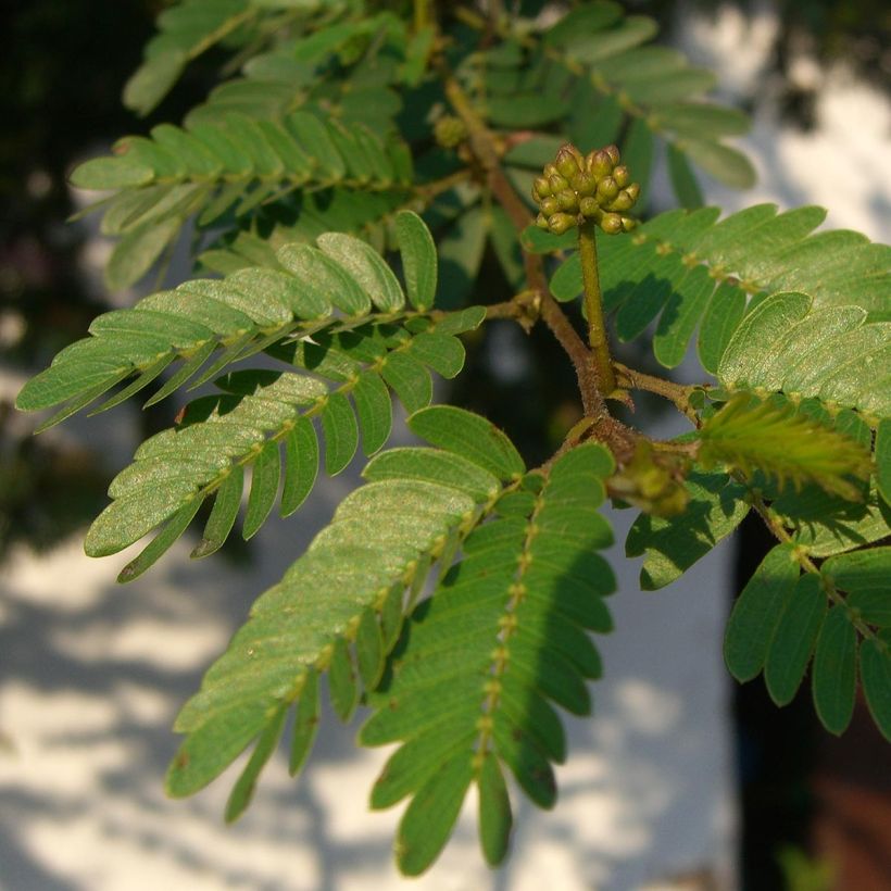 Pompon du marin - Calliandra surinamensis (Feuillage)