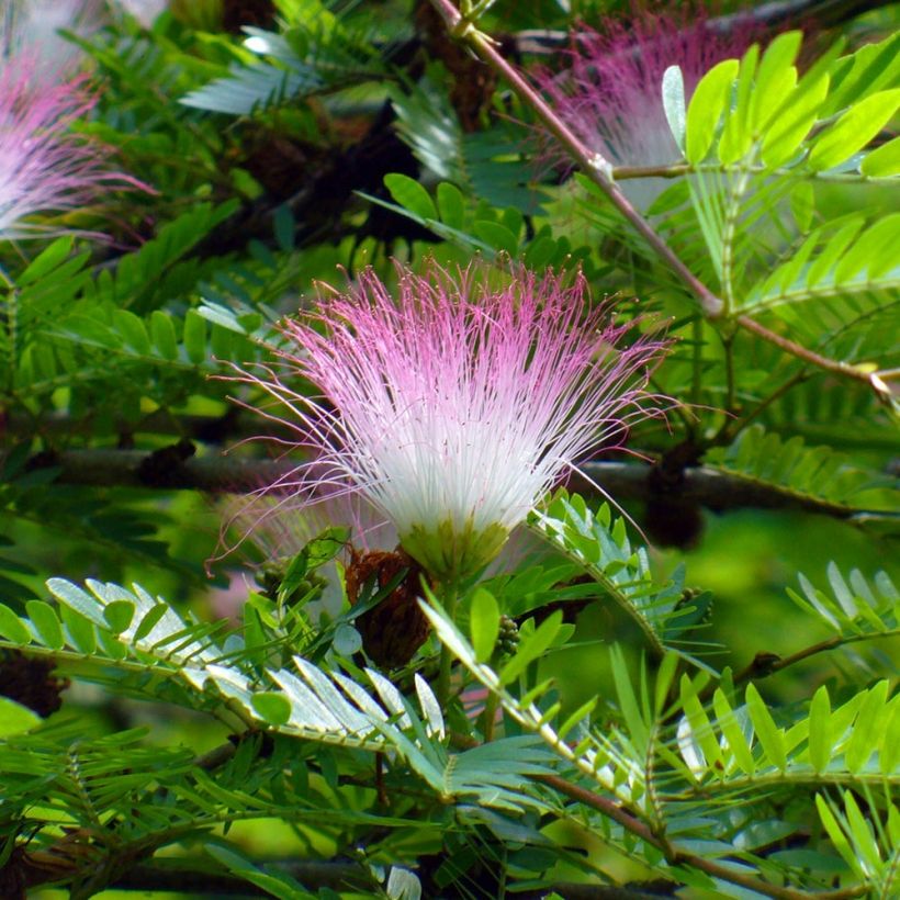 Pompon du marin - Calliandra surinamensis (Floraison)