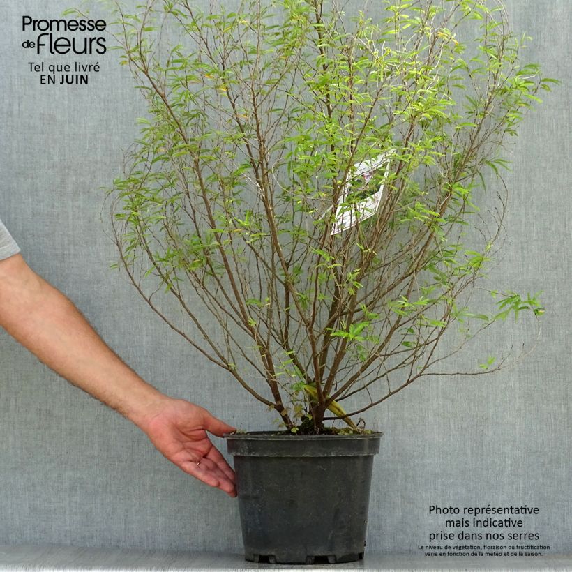 Spécimen de Calliandra surinamensis Dixie Pink - Arbre aux houpettes Pot de 7,5L/10L tel que livré en été