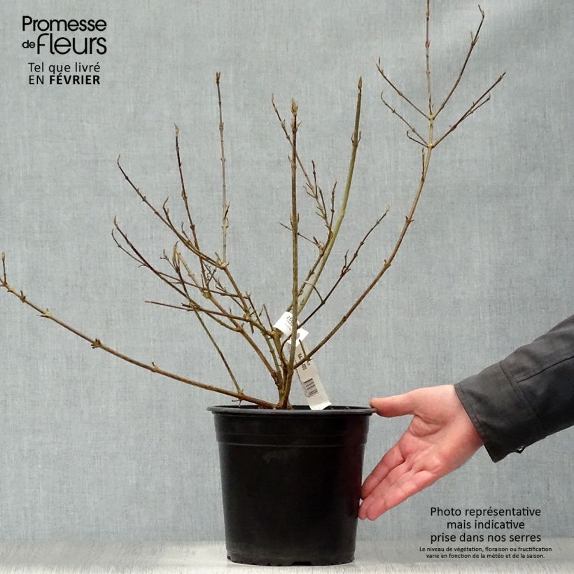 Spécimen de Callicarpa bodinieri Imperial Pearl tel que livré en hiver