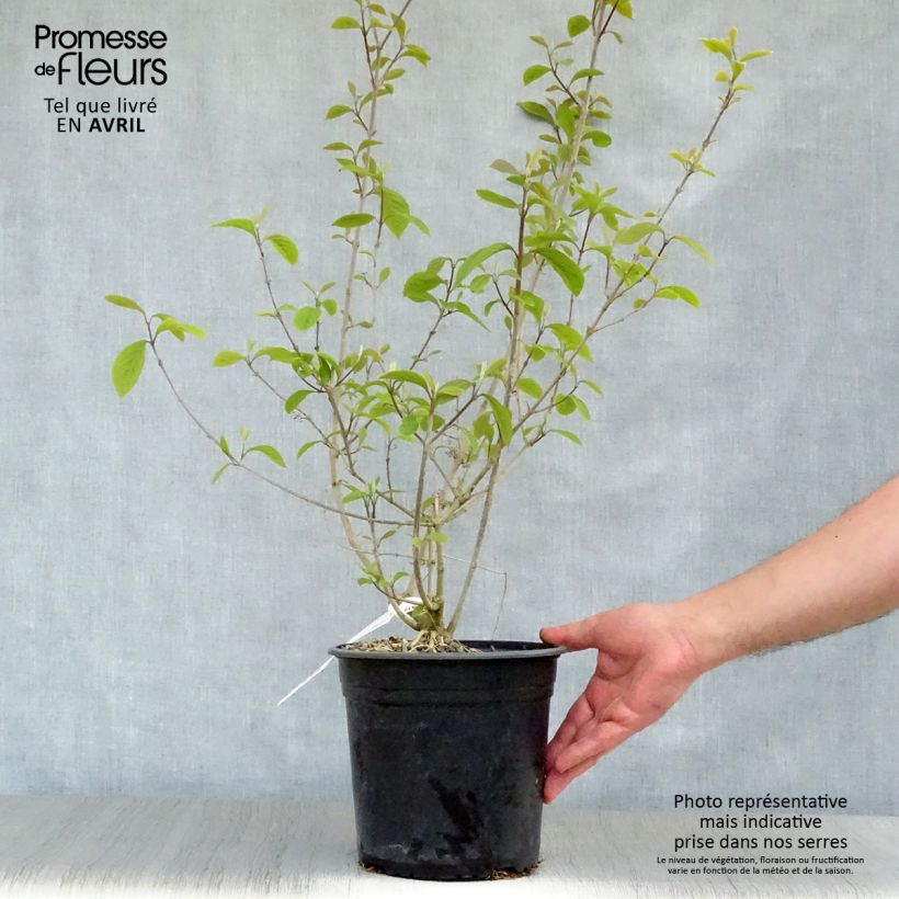 Spécimen de Callicarpa bodinieri Imperial Pearl en pot de 3L/4L tel que livré au printemps