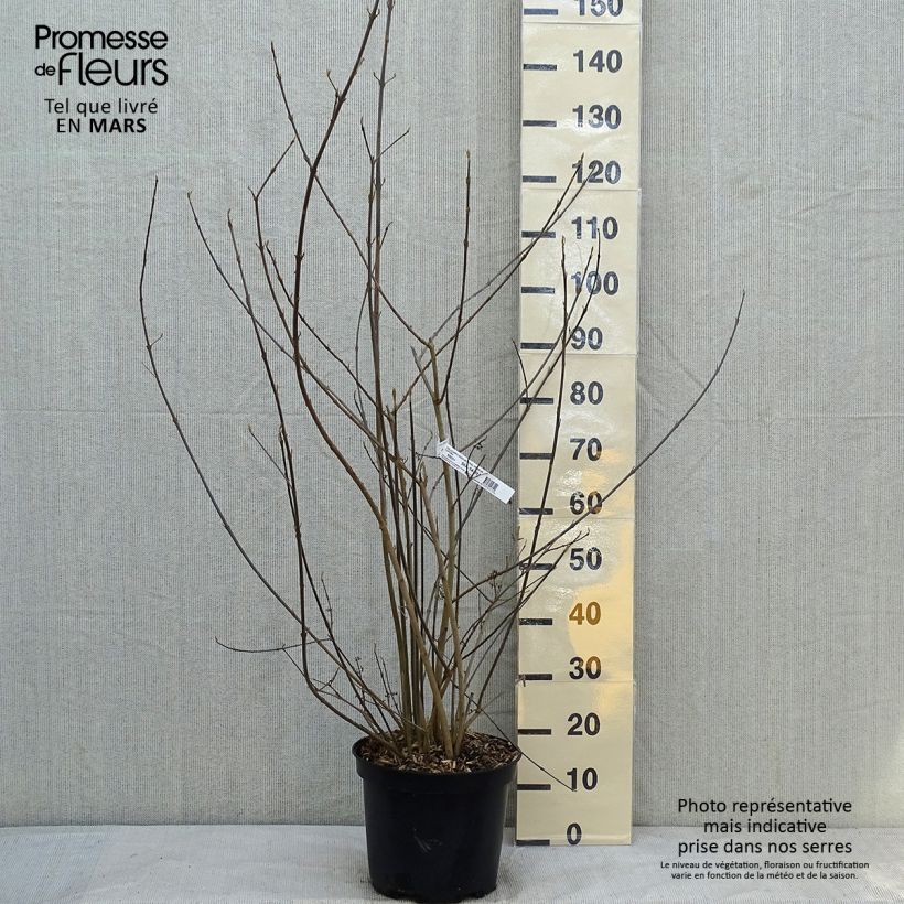 Spécimen de Callicarpa bodinieri Imperial Pearl tel que livré en hiver