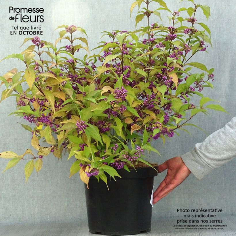 Spécimen de Callicarpa bodinieri Magical Deep Purple Pot de 7,5L/10L tel que livré en automne